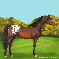 Horse Color:Bay Appaloosa 