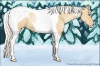 Horse Color:Silver Amber Champagne Pearl Tobiano