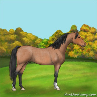 Horse Color:Bay Roan 