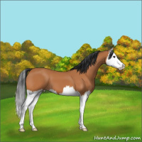 Horse Color:Bay Splash