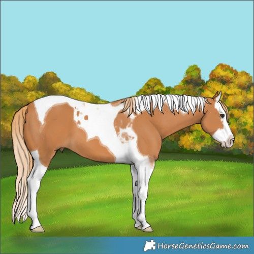 Horse Color:Chestnut Splash Tobiano 