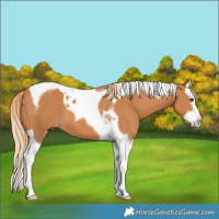 Horse Color:Chestnut Splash Tobiano 