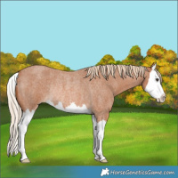 Horse Color:Red Roan Splash Rabicano 