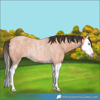 Horse Color:Bay Roan Splash Rabicano 