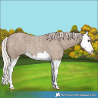 Horse Color:Silver Grullo Roan Splash 