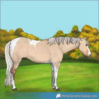 Horse Color:Silver Bay Dun Tobiano 