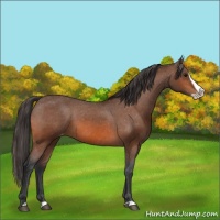 Horse Color:Bay Splash Varnish 