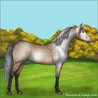 Horse Color:Gray Bay Dun 