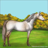 Horse Color:Gray Red Dun