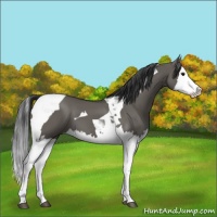 Horse Color:Grullo Splash Tobiano