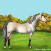 Horse Color:Gray Bay Dun 