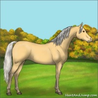 Horse Color:Silver Buckskin 