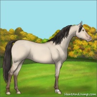 Horse Color:Amber Champagne Dun 