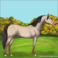 Horse Color:Amber Champagne Dun 