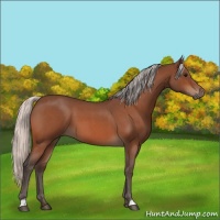 Horse Color:Silver Bay Roan 