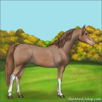 Horse Color:Chestnut Appaloosa 