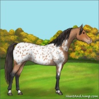 Horse Color:Bay Roan Appaloosa