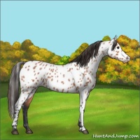 Horse Color:Bay Roan Near Leopard 