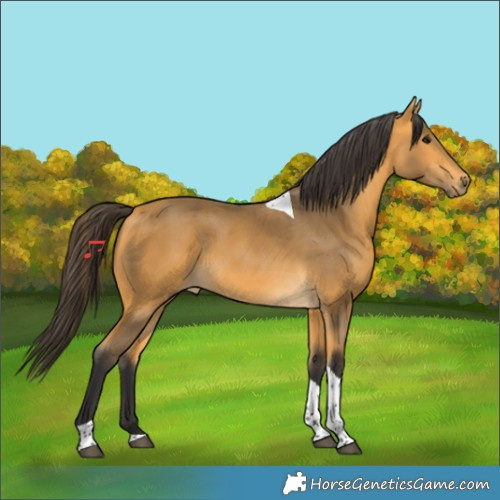 Horse Color:Buckskin Tobiano 