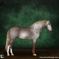 Horse Color:Gray Chestnut 