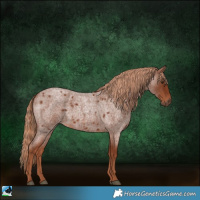 Horse Color:Red Roan 