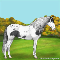 Horse Color:Black Splash Tobiano Rabicano 
