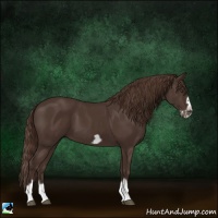 Horse Color:Liver Chestnut Splash Frame 