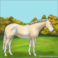 Horse Color:White Spotted Gold Cream Champagne 