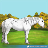 Horse Color:White Spotted Black Splash Appaloosa
