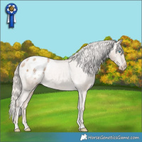 Horse Color:Chocolate Palomino Pearl Appaloosa 
