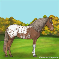 Horse Color:Chestnut Appaloosa