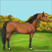 Horse Color:Bay 