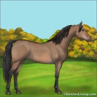Horse Color:Bay Dun 