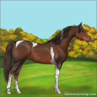 Horse Color:Liver Chestnut Tobiano 