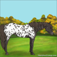 Horse Color:Smoky Black Near Leopard 
