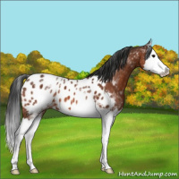 Horse Color:White Spotted Bay Splash Appaloosa
