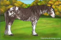 Horse Color:Liver Chestnut Sabino Splash Appaloosa  and Liver Chestnut Sabino Splash Appaloosa Rabicano 