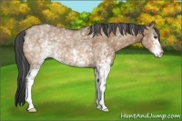 Horse Color:White Spotted Bay Dun