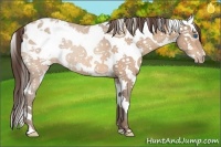 Horse Color:Sable Champagne Sabino Splash Frame Appaloosa 