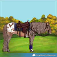Horse Color:Chocolate Bay Appaloosa 