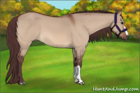 Horse Color:Chocolate Bay Dun 