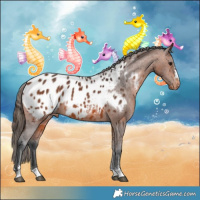 Horse Color:Bay Appaloosa 