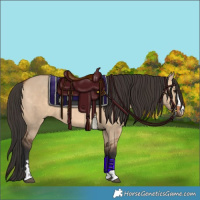 Horse Color:Bay Dun