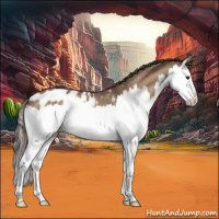 Horse Color:Bay Dun Splash Appaloosa 