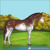 Horse Color:White Spotted Chocolate Brown 