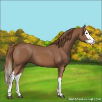 Horse Color:Chestnut Splash 