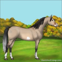 Horse Color:Bay Dun Splash Frame 