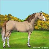 Horse Color:Red Dun Roan Splash 