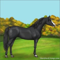 Horse Color:Black Splash 