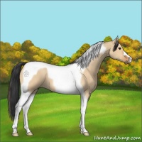 Horse Color:Bay Dun Tobiano 